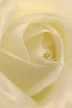 In this evocative close-up, a classic cream-white rose displays its inner world through velvety, elegantly curved petals that spiral in harmonious layers. The softness of each fold almost invites touch, reminiscent of morning mist settling over King Edward Memorial Park. The lighting is diffused, caressing the creamy ivory and pale blush tones, and bringing subtle shadows into the heart of the bloom. This sense of peace speaks to moments of heartfelt connection, such as anniversaries or loving tributes crafted right here in the Shadwell community. The bloom's perfect form, captured in exquisite detail, recalls not only timeless beauty but also the skilled hands of a local florist dedicated to creating comfort and grace. One can almost breathe in its faint, uplifting fragrance-a soothing undercurrent ideal for expressing sympathy or quiet admiration. There's a quiet resilience in the sculpted spiral core, while the translucent outer petals echo the fragility and strength found within families across Shadwell. The artistry behind this rose is evident, making it a pure and elegant centrepiece for marking life's most meaningful occasions.